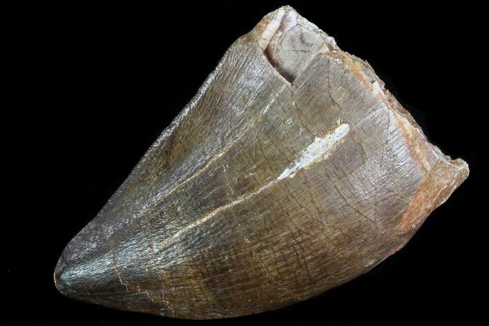 Mosasaur (Prognathodon) Tooth #79828
